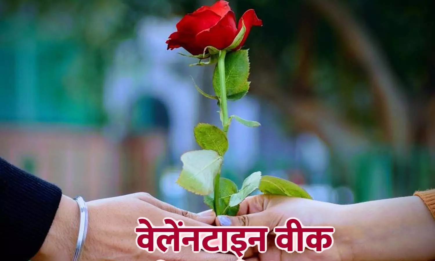 What is the meaning of different colored roses, know here