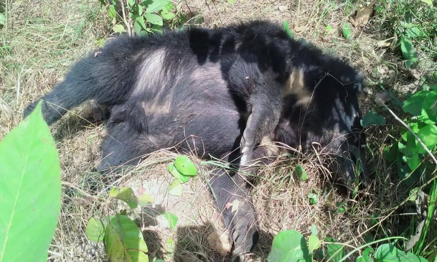 Bears body found under suspicious circumstances in Valmiki Nagar Tiger Project forest