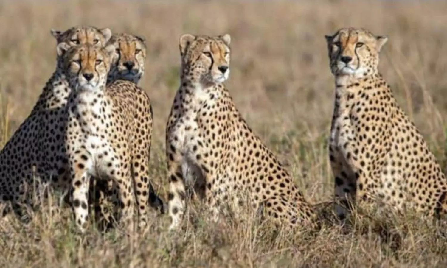 Cheetah in India