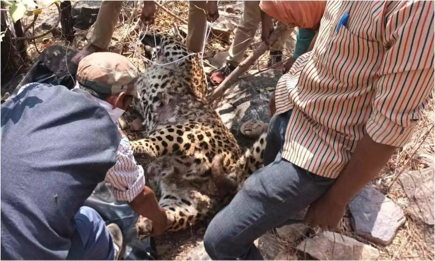 Sonbhadra leopard second death in four days