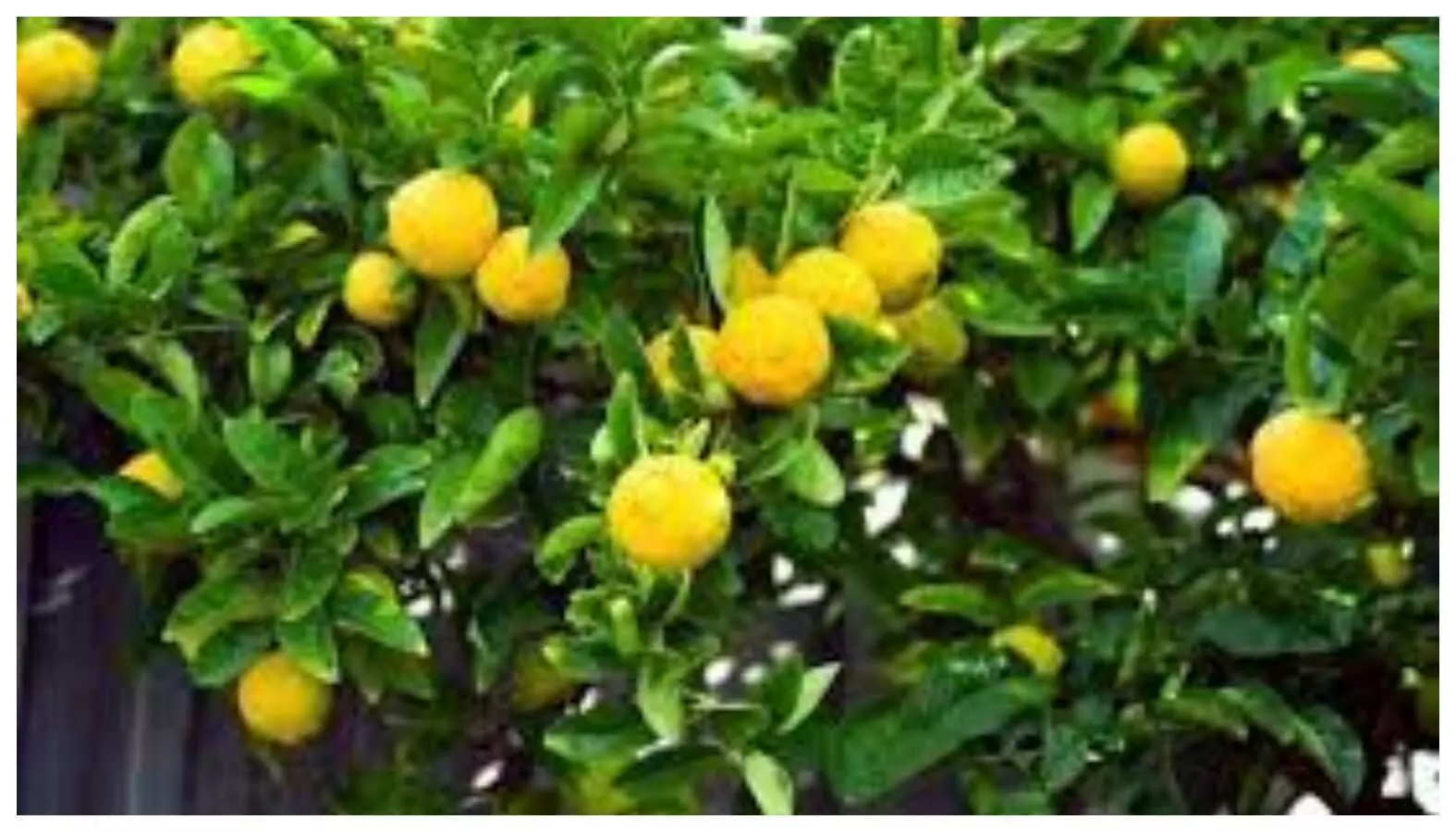 Lemon Farming