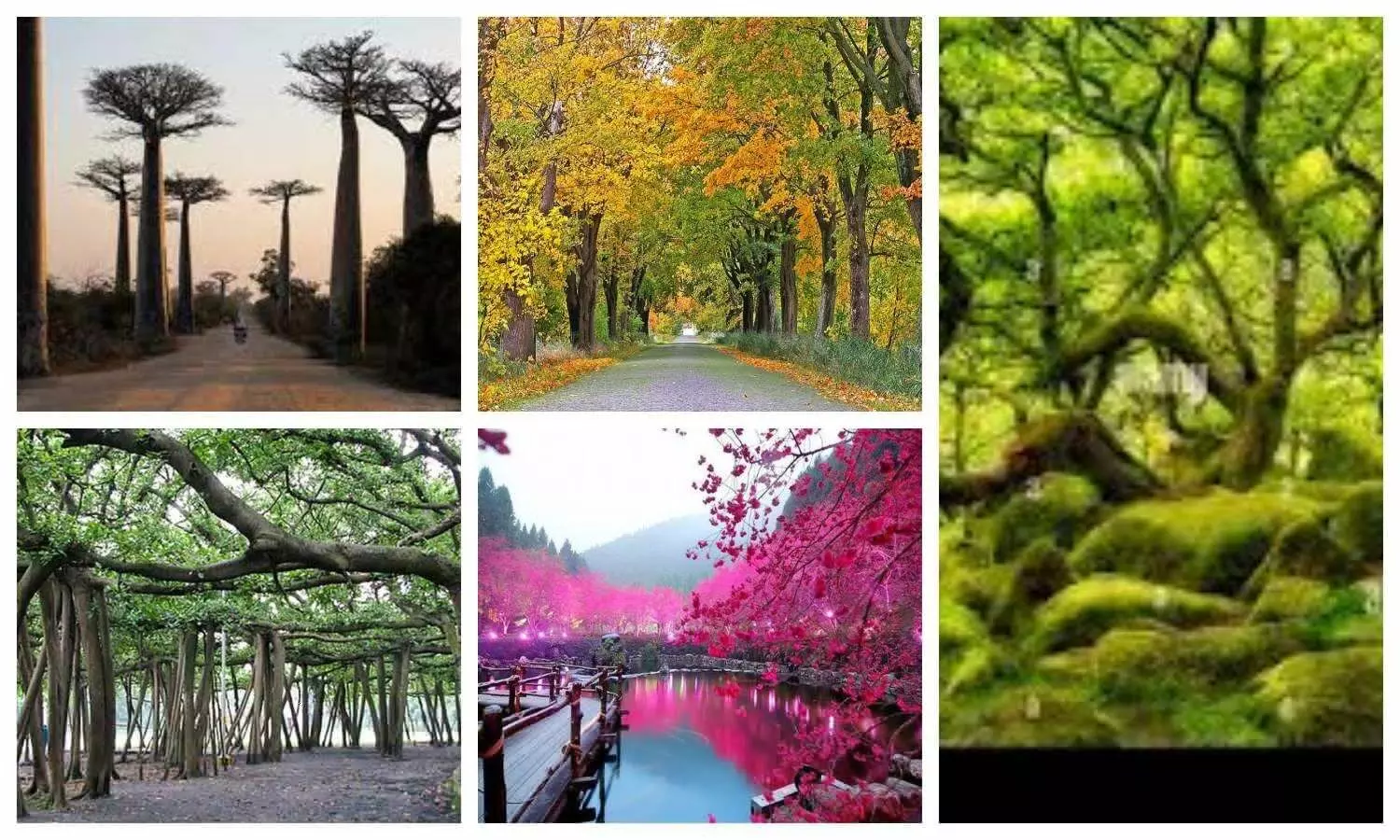 Most Magnificent Trees