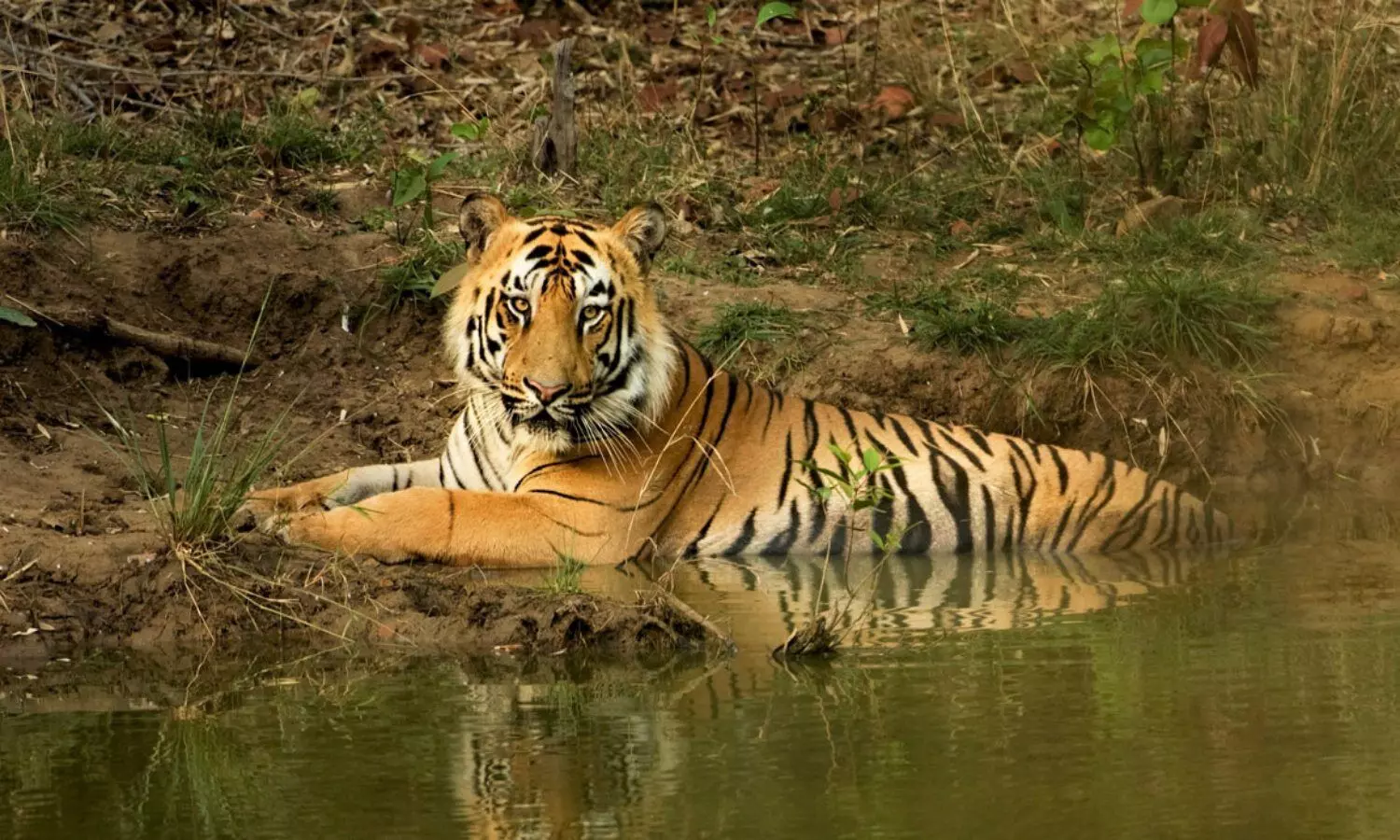 Tiger Death News: भारत में बाघों का संकट! दो महीने में 30 की मौत, सबसे ज्यादा एमपी में, जानिए वजह