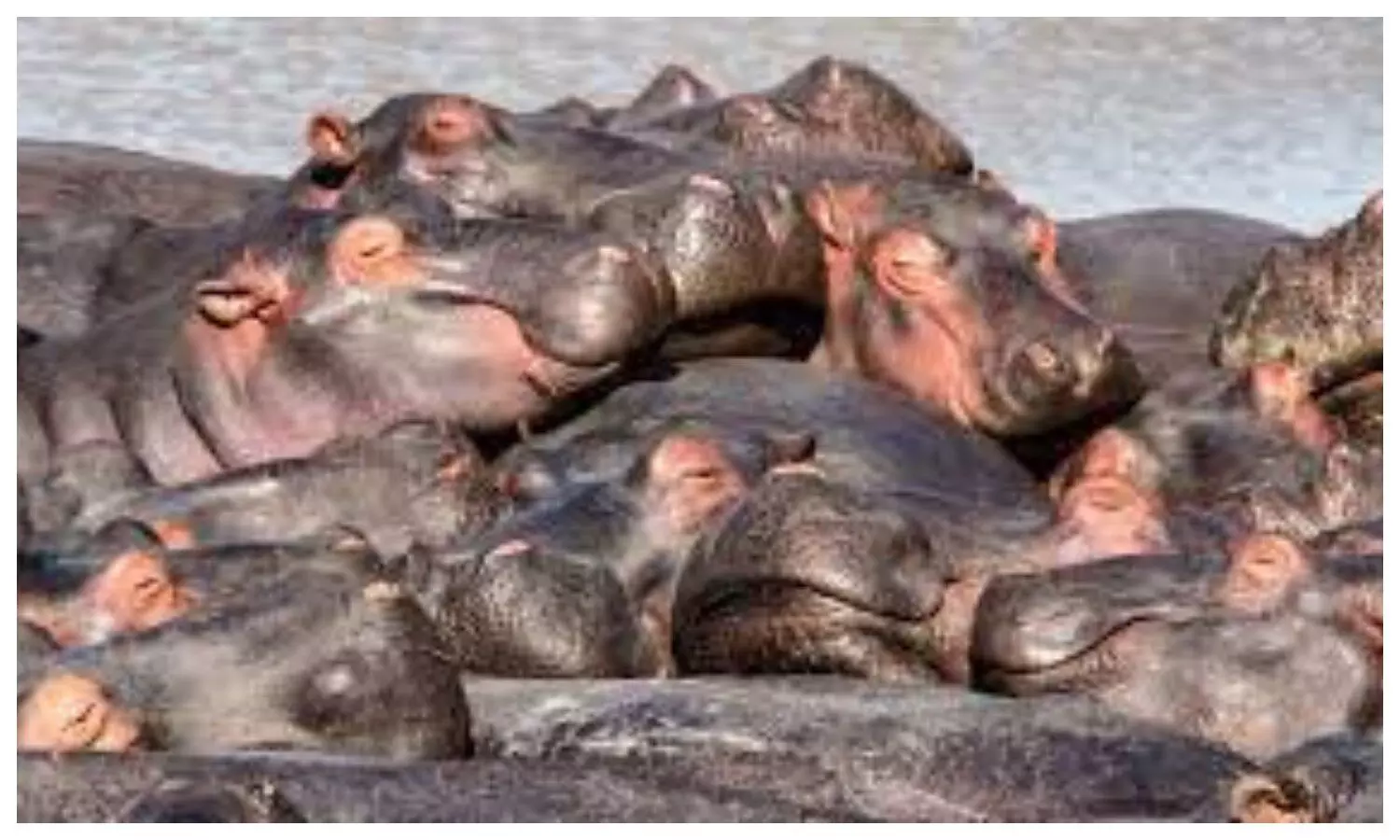 Hippo in India
