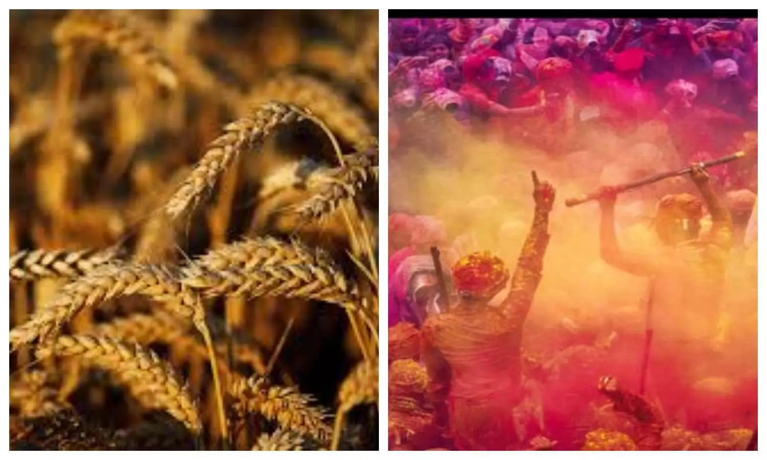 Holi Festival Of Rabi Crops And Season Change
