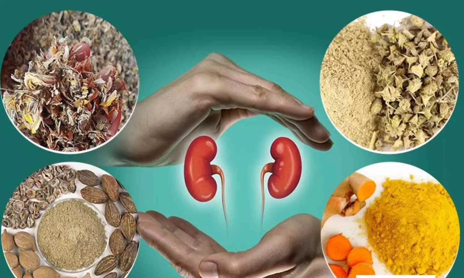 Natural Herbs For Kidney Problems