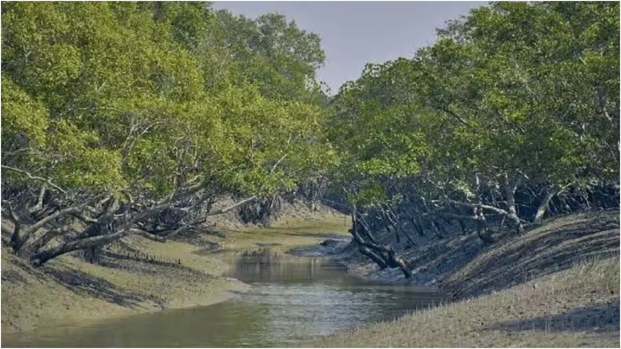 Bhitarkanika Mangroves