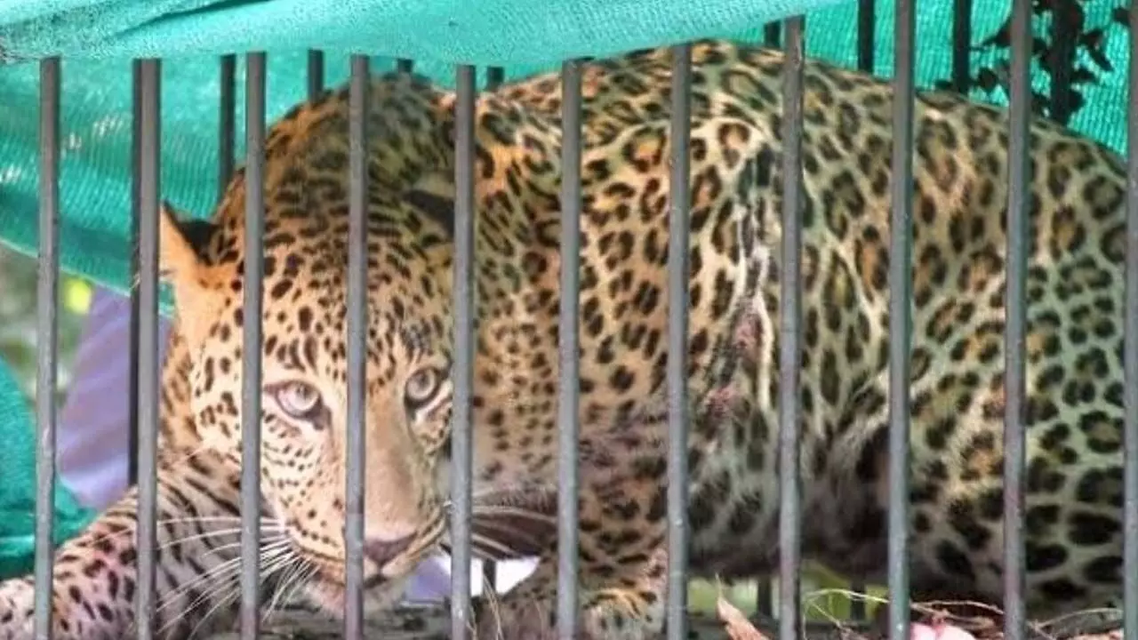 Leopard became a symbol of fear for the villagers, caught