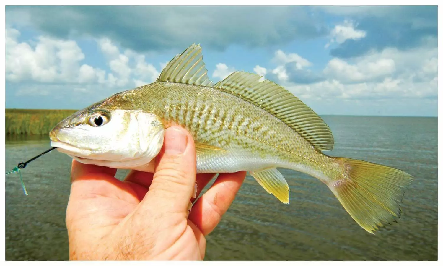 Croaker Fish