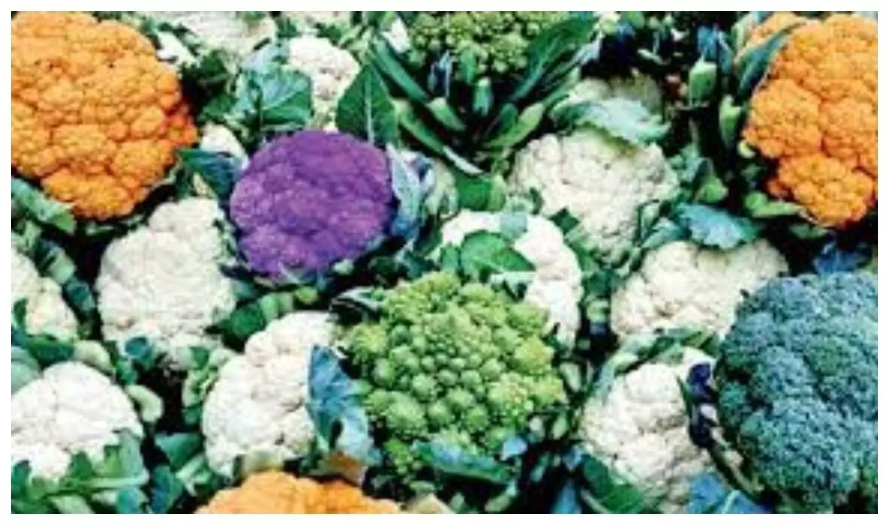 Colorful Cauliflower Farming