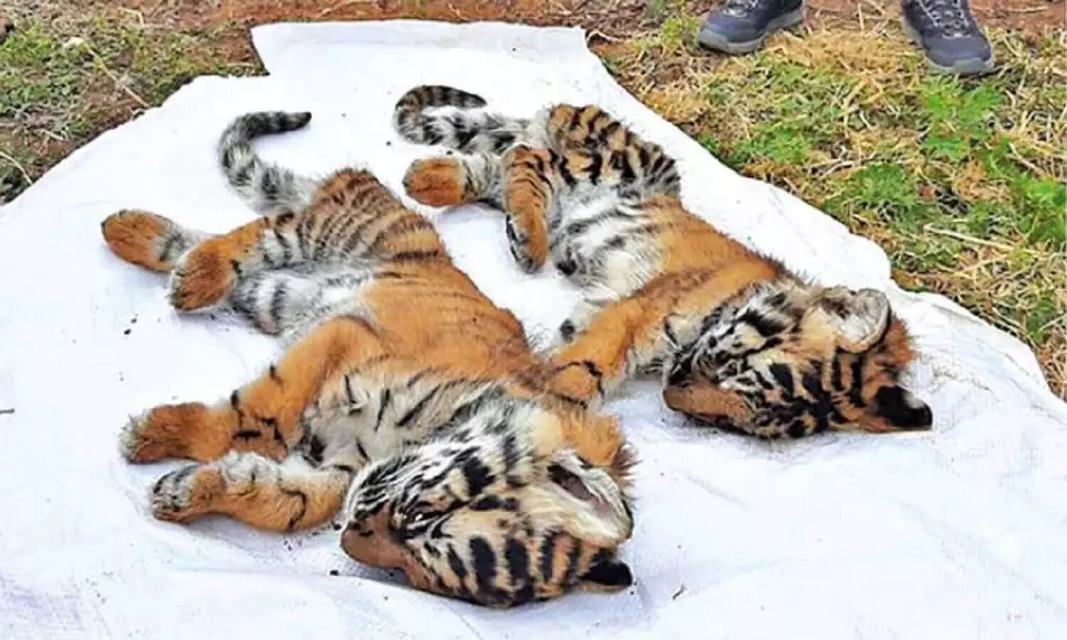 Two tiger cubs found dead