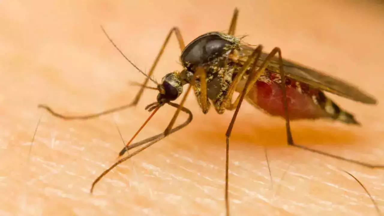 Notice issued after mosquito-borne conditions were found in eight houses