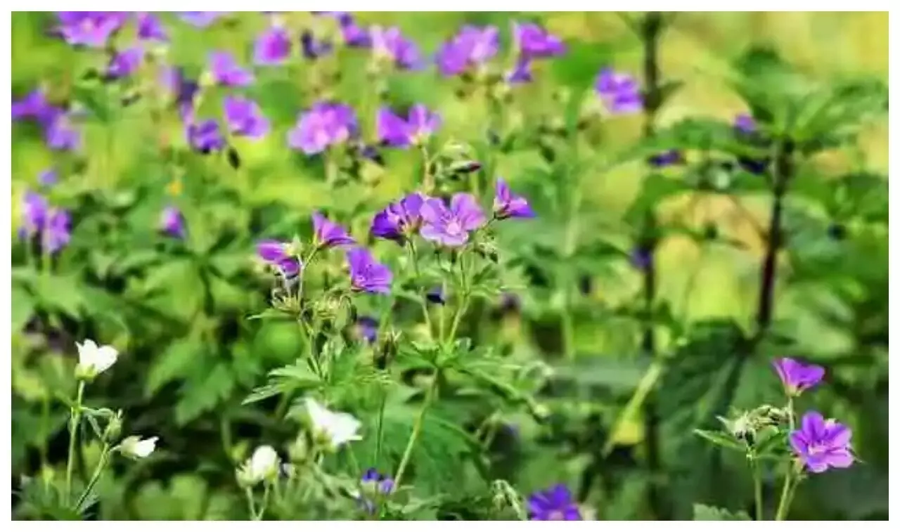 Geranium Farming