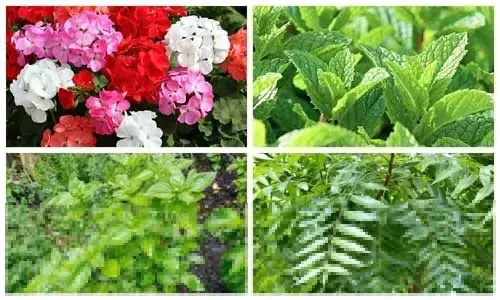 Mosquito Repellent Plants