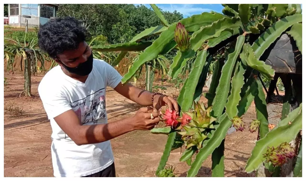 Dragon Fruit Farming: इस फल से यूपी सहित इन राज्य किसान हो रहे मालामाल, जानिए क्या इसकी खेती करने का तरीका