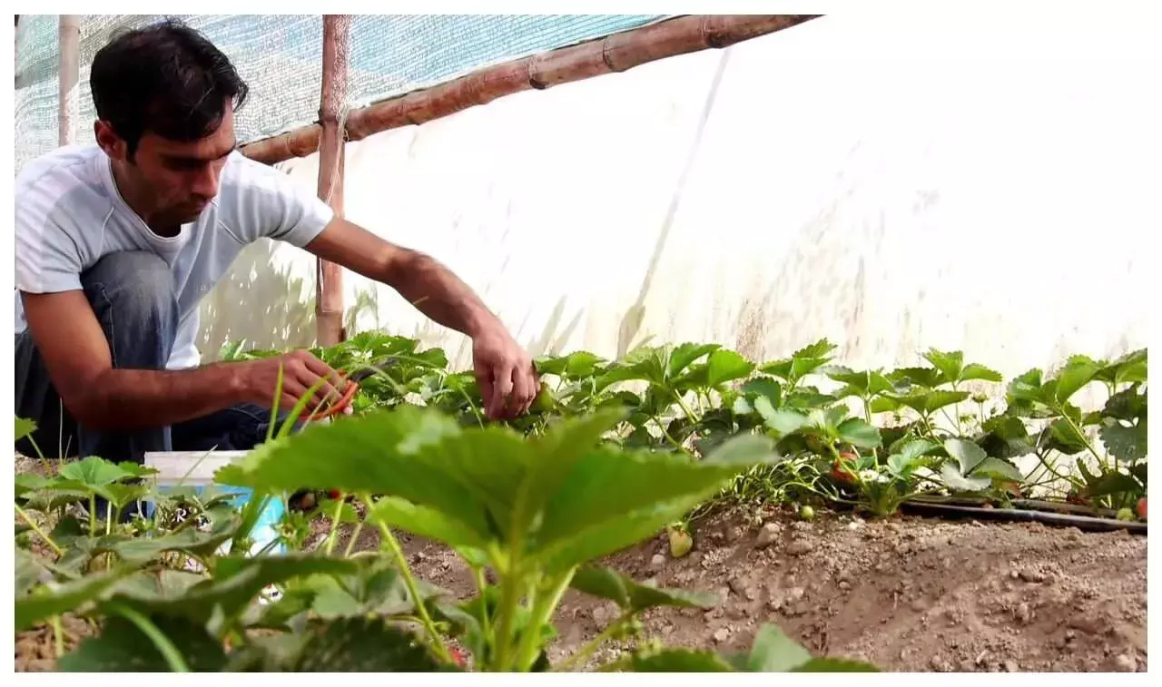 Italian Strawberry Cultivation