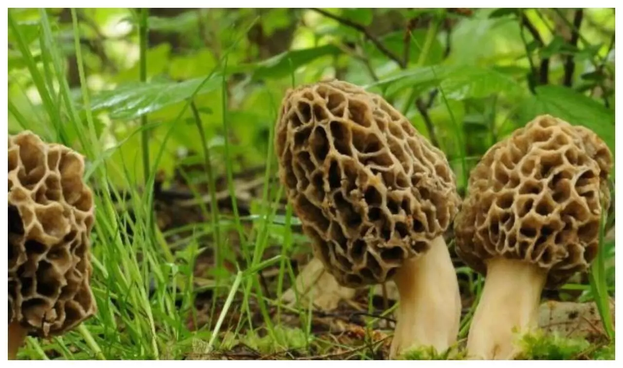 Gucchi Mushroom Cultivation