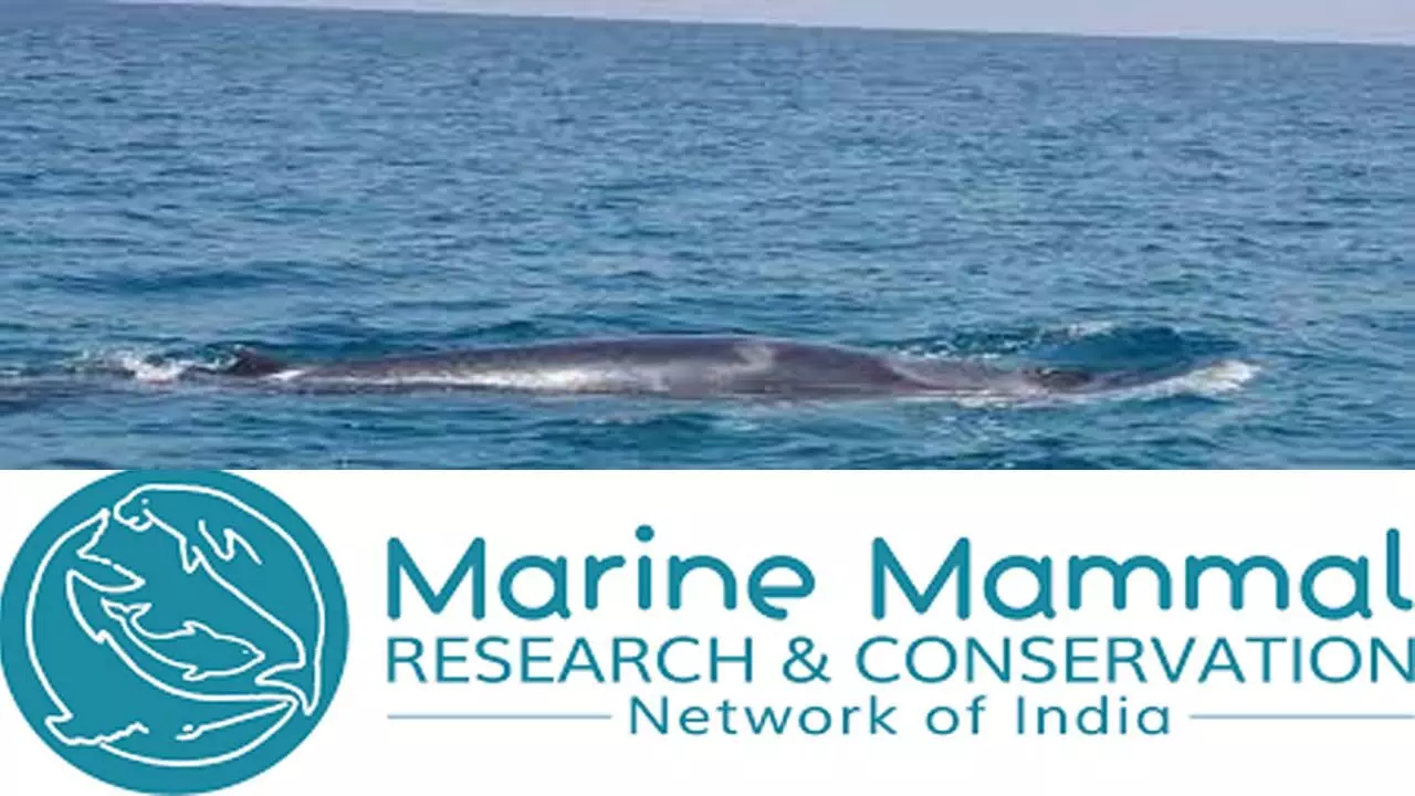 Image: Sudipta Chakraborty, Indian Marine Mammal Research and Conservation Network