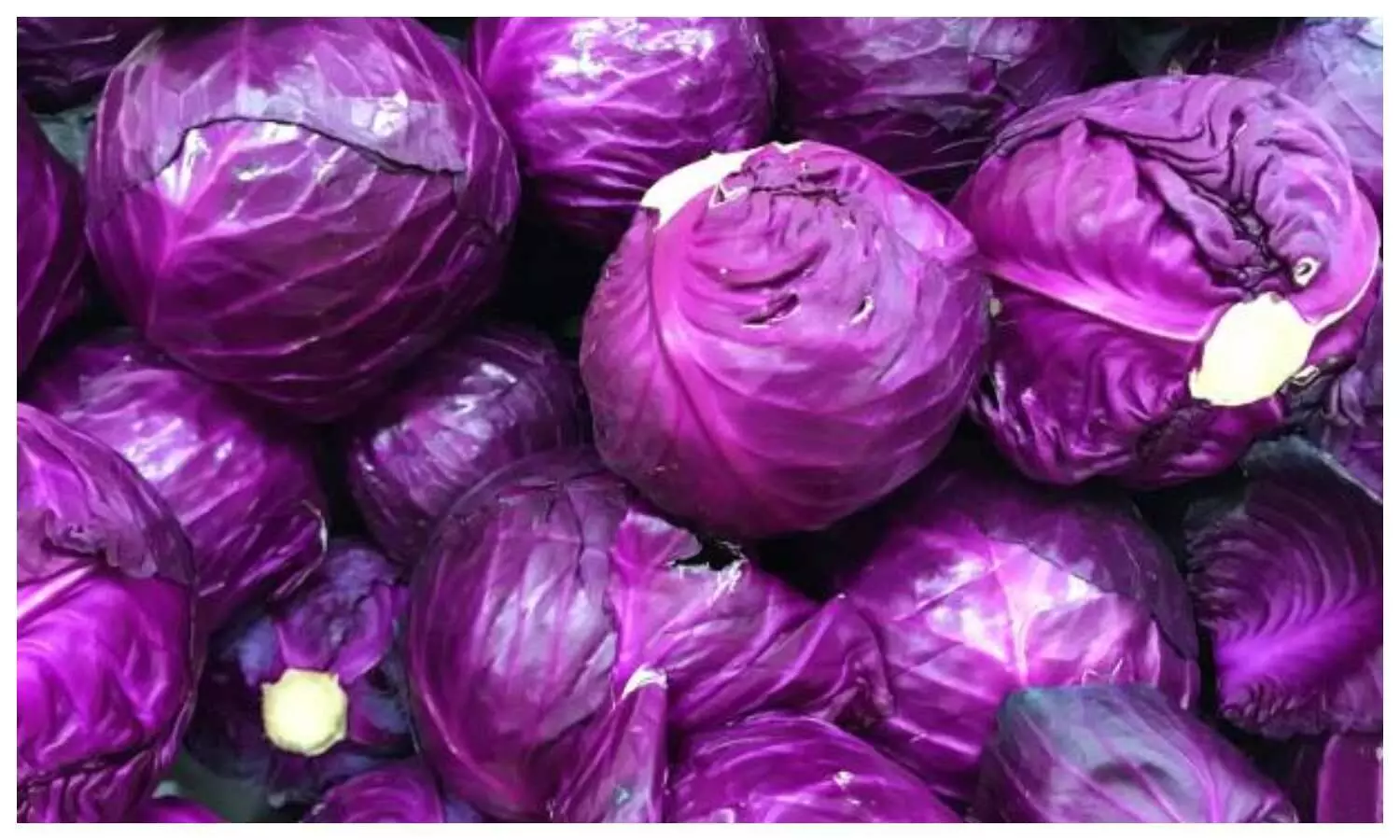 Purple Cabbage Benefits