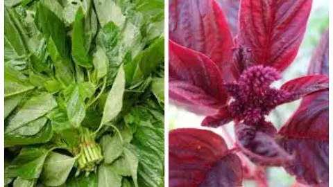 Amaranth Benefits