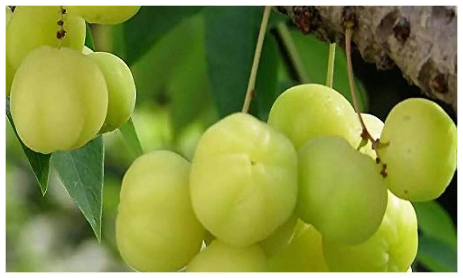 Gooseberry 5 Benefits