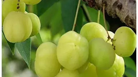 Gooseberry 5 Benefits
