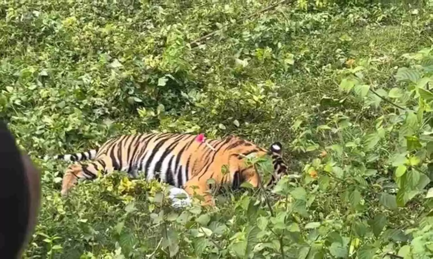 Tigress tranquilized in Pilibhit
