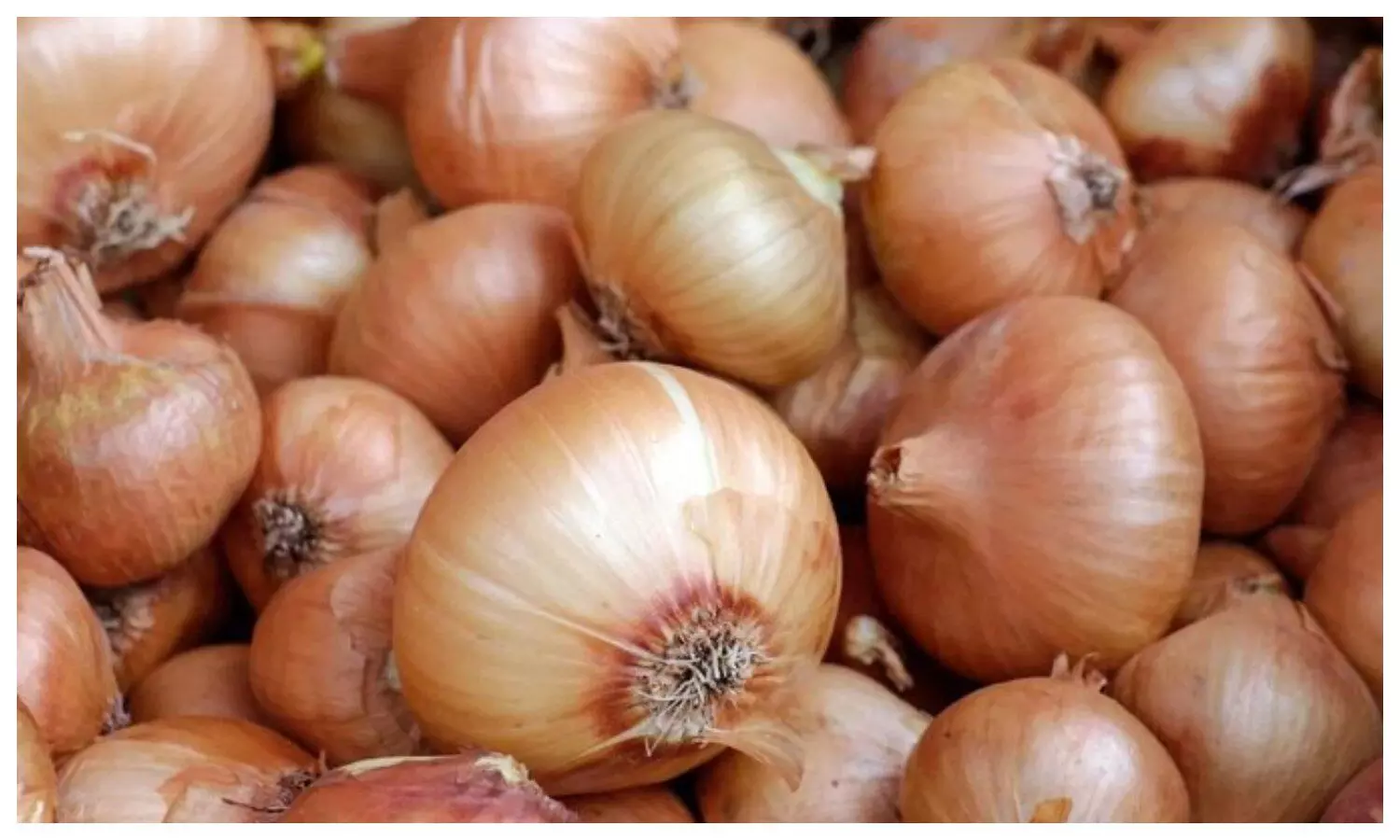 Onion price
