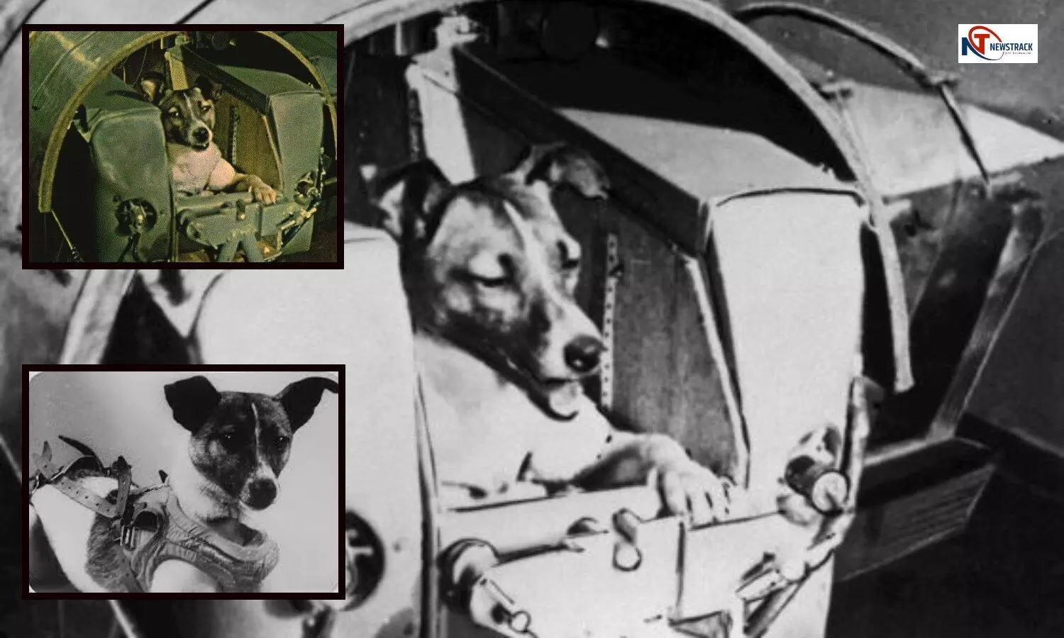 Story of Laika First Dog in Space