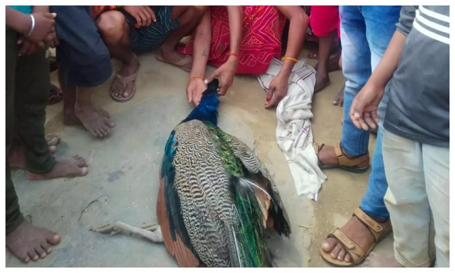 Woman kills her pet peacock