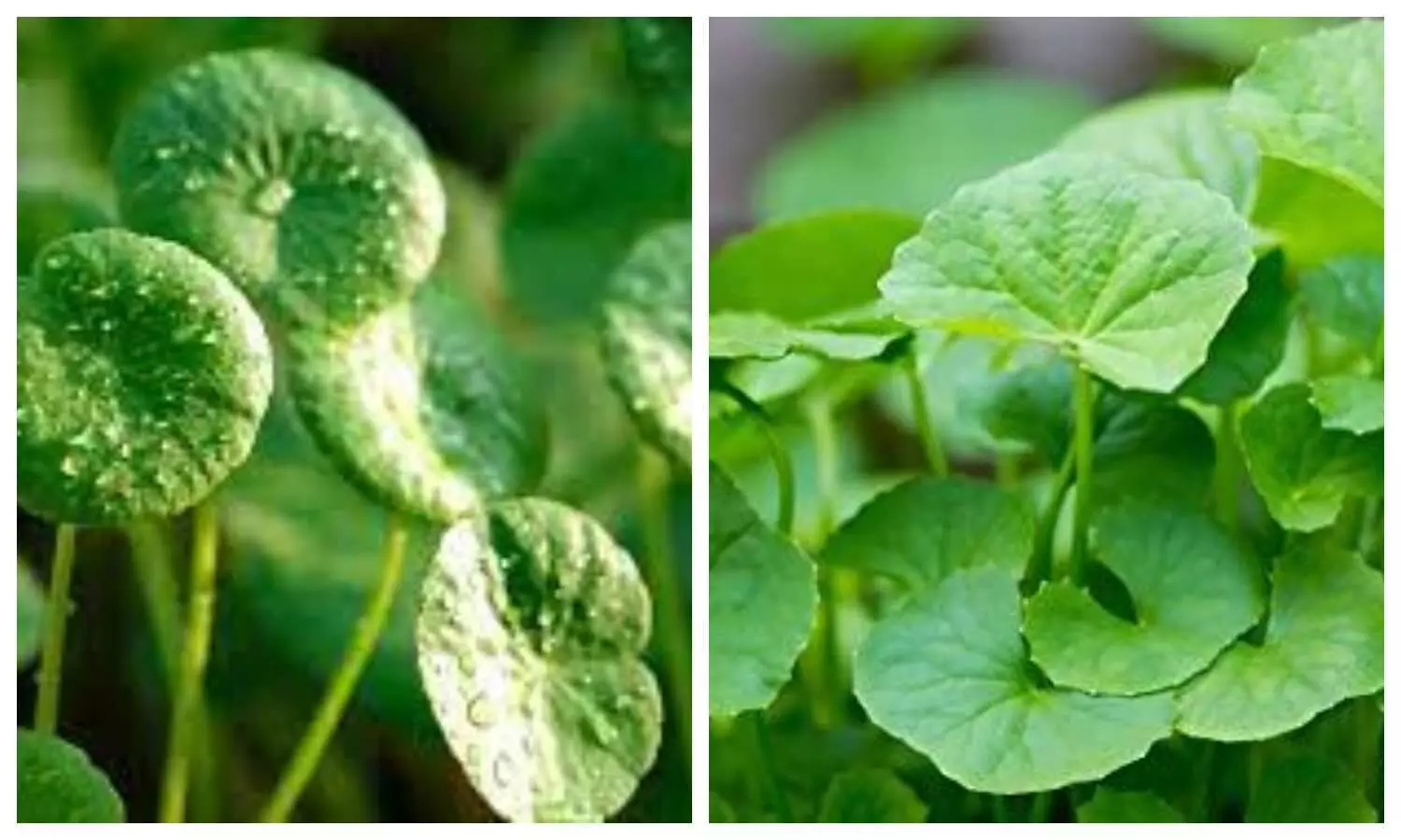 Gotu Kola Herb