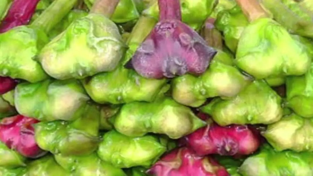 Water chestnut extracted from the ponds of Kashi will create a stir in Dubai market
