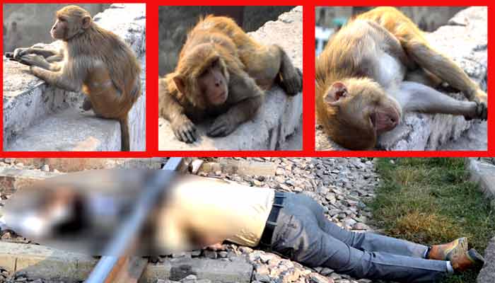 PHOTOS: नादान इंसान नहीं समझ सका बेजुबान बंदर के ये इशारे, वर्ना बच जाती एक जान