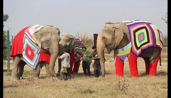 PHOTOS: बढ़ती ठंड से हाथी भी हुए परेशान, बनाए गए उनके लिए ट्रेंडी स्टाइल के WOOLEN