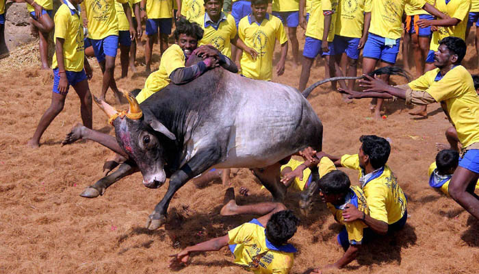 जल्लीकट्टू पर एेतिहासिक फैसला, 3 साल से लगा बैन हटा, मिली अध्‍यादेश की मंजूरी