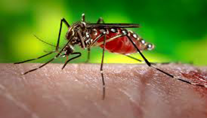 नेशनल कंज्यूमर कोर्ट का फैसला-मच्छर काटना भी एक एक्सीडेंट, मौत पर मिलना चाहिए क्‍लेम