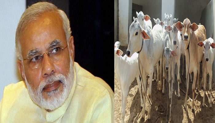 लोक सेवा समिति ने PM मोदी को लिखा पत्र, कहा- आम बजट में गायों को भी मिले विशेष पैकेज