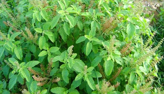 benefits of tulsi plant