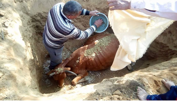किसान ने पेश की इंसानियत की मिसाल, गाय की मौत के बाद रीति-रिवाज के साथ किया अंतिम संस्कार