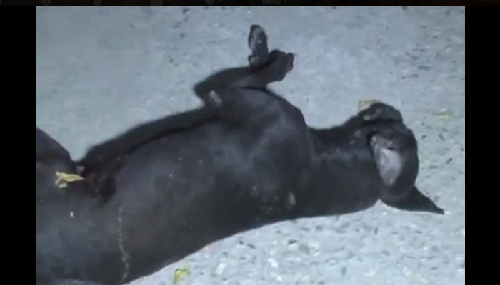 मुरादाबाद : नशे में कुत्ते को मारी गोली, हत्या के आरोप में गिरफ्तार