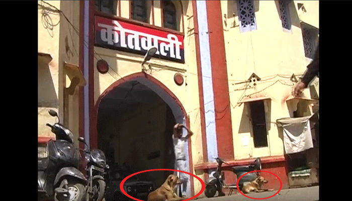 आगरा कोतवाली के बाहर कुत्तों के जमावड़े ने किया पुलिस को परेशान, डर से मांगी नगर निगम से मदद