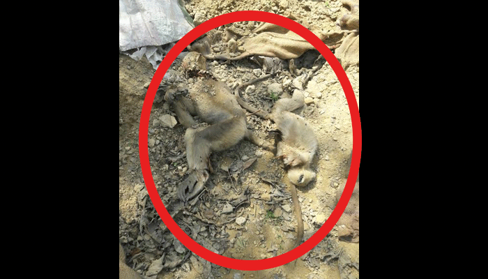 monkey case in balrampur