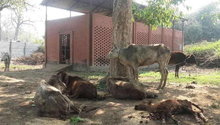 बिछिया गौशाला भेजी गई एसीएमओ के फार्म हाउस की दो गायों की मौत