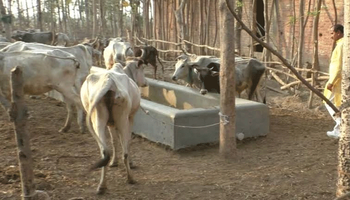 फार्म हाउस पर प्रशासन का छापा, गाय और बछड़ों के शव बरामद, अवैध दवा निर्माण की आशंका 