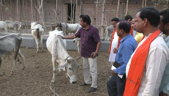 फार्म हाउस पर प्रशासन का छापा, गाय और बछड़ों के शव बरामद, अवैध दवा निर्माण की आशंका