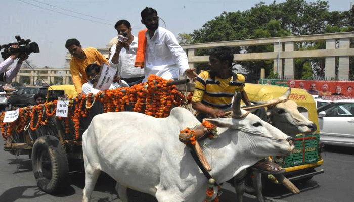 बैलगाड़ी से विधान भवन पहुंचे BJP विधायक, लेकिन किया कुछ ऐसा कि मालिक ने पकड़ा माथा