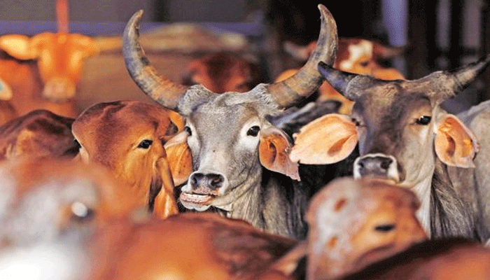 राजस्थान HC ने कहा- गाय को राष्ट्रीय पशु घोषित करें, गोहत्या पर मिले आजीवन कारावास