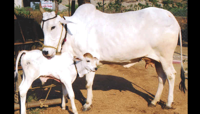 बिहार में कृत्रिम गर्भाधान से बढ़ाई जाएगी गायों की संख्या, मिलेगा दूध उत्पादन को बढ़ावा