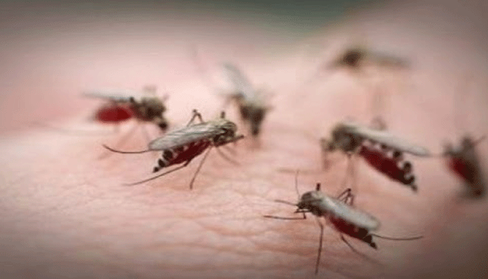 मच्छरों से निजात पाने में जुटा IIT कानपुर, ब्रेन एक्टिविटी पर कर रहे अध्ययन