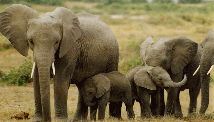 झारखंड में कम हो रही हाथियों की आबादी के लिए जिम्मेदार हैं यह फैक्ट्स, पर वन विभाग...